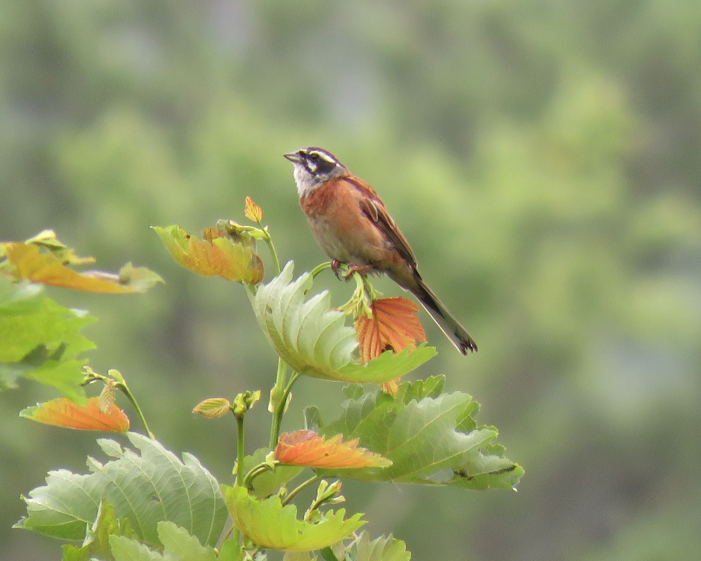 野鳥観察の魅力