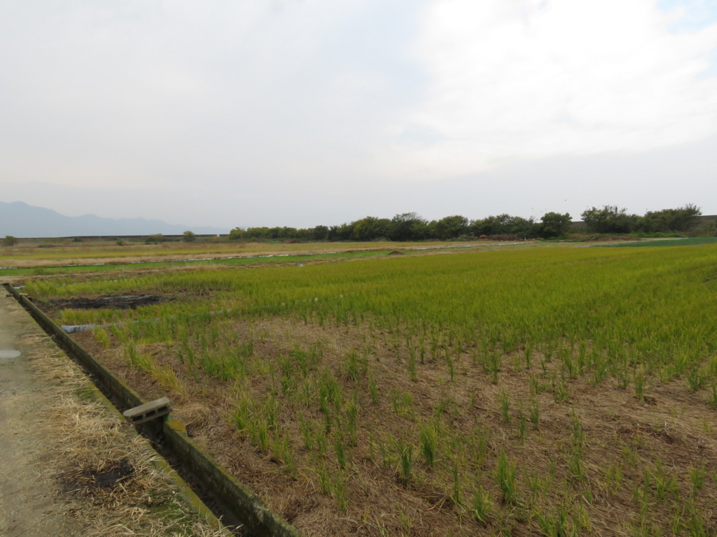 野鳥が好む環境 農耕地