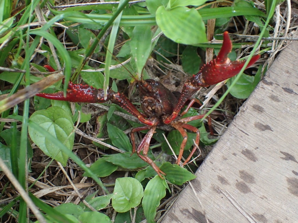 外来種 外来生物 の影響と問題点 なぜ飼育した虫を公園に逃がしてはいけないのか ネイチャーエンジニア いきものブログ
