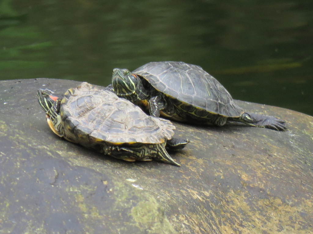 外来種 外来生物 の影響と問題点 なぜ飼育した虫を公園に逃がしてはいけないのか ネイチャーエンジニア いきものブログ
