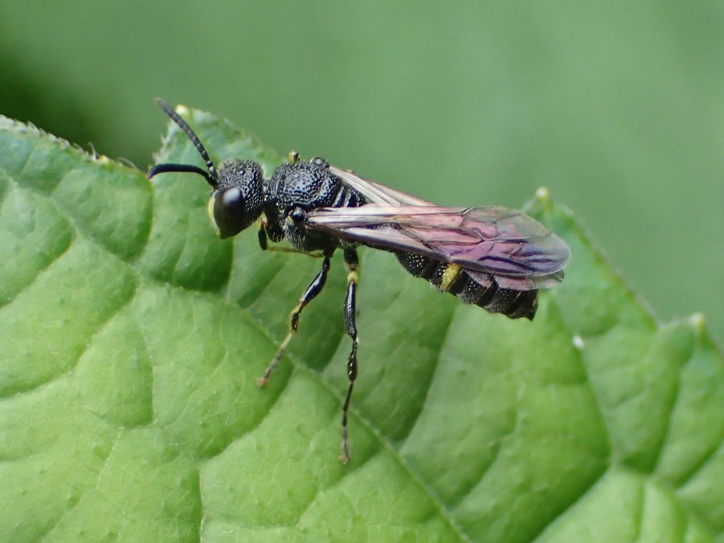 ナミツチスガリ