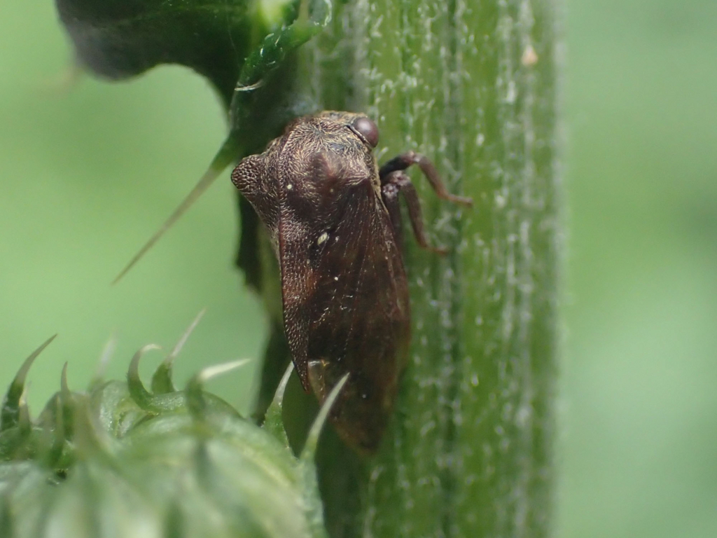 ツノゼミの仲間