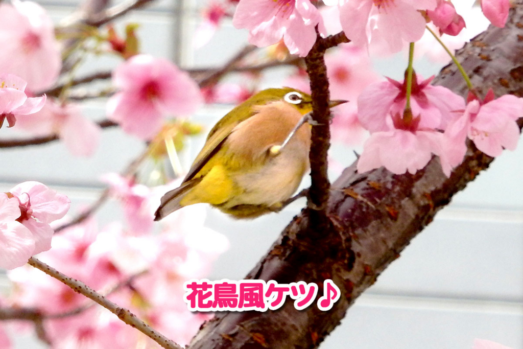メジロのおしり