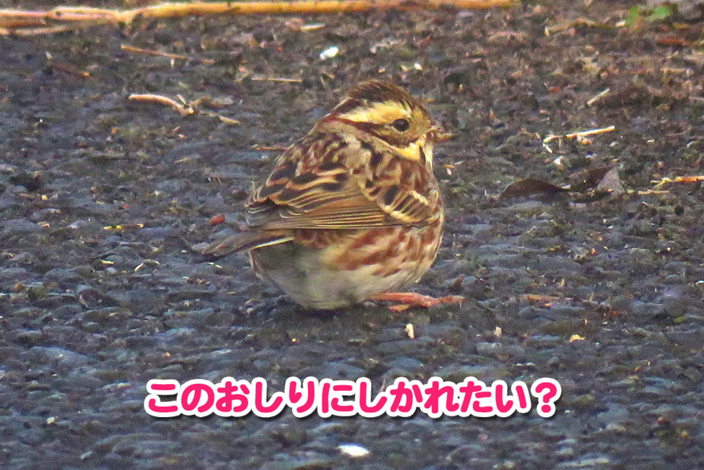 カシラダカのおしり