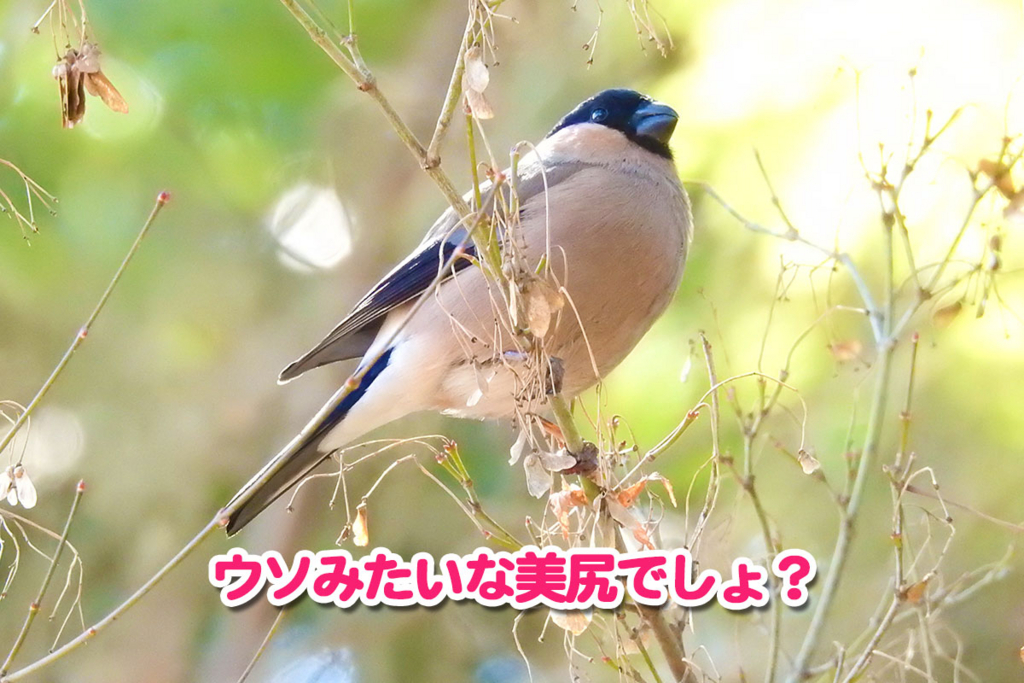 ウソのおしり
