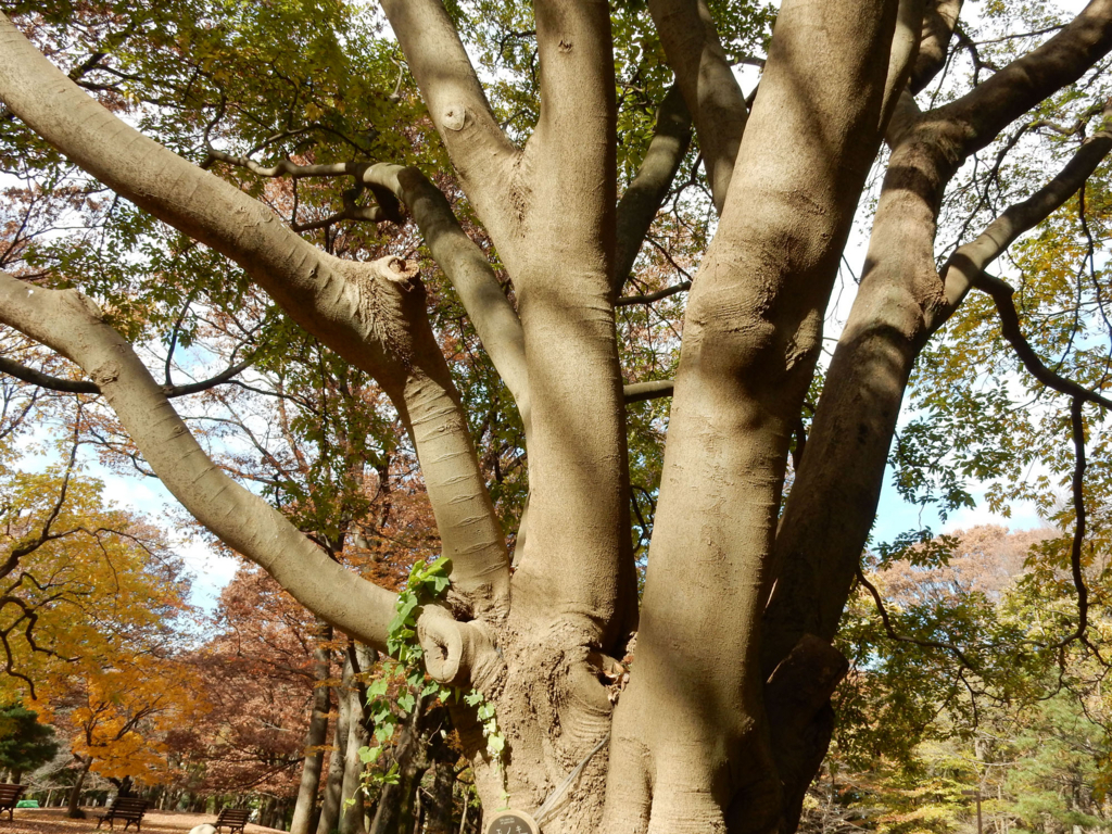 エノキ Chinese Hackberry