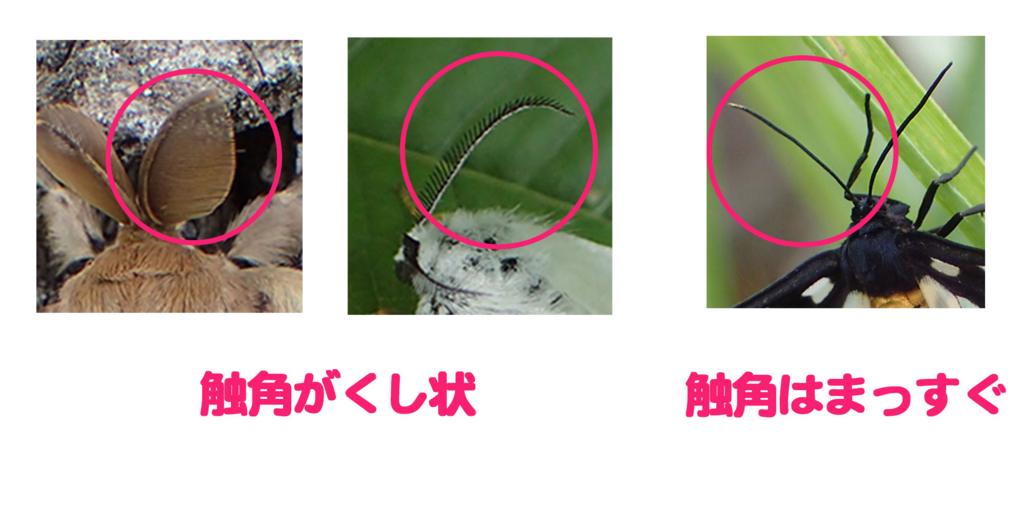 蛾の触角