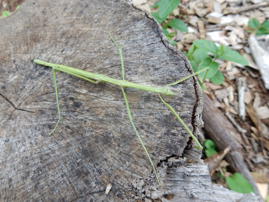 ナナフシモドキ