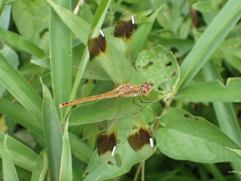 f:id:kkamedev:20180903215127j:plain ミヤマアカネ