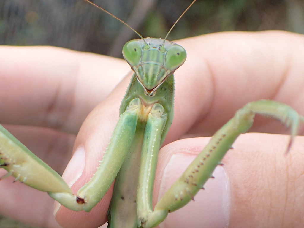 カマキリの種類と魅力 大きくて強い昆虫界のハンターたち ネイチャーエンジニア いきものブログ