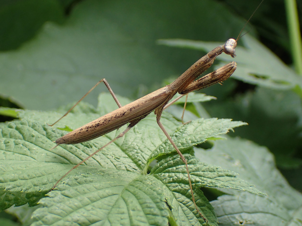 コカマキリ