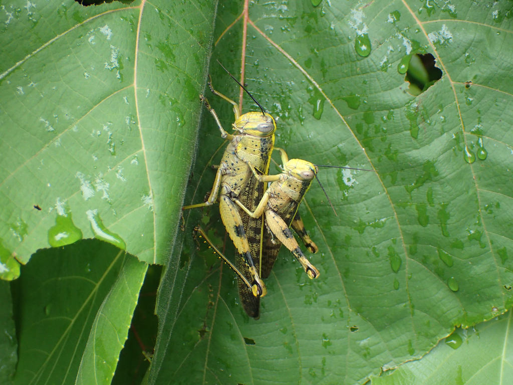 Javanese grasshopper