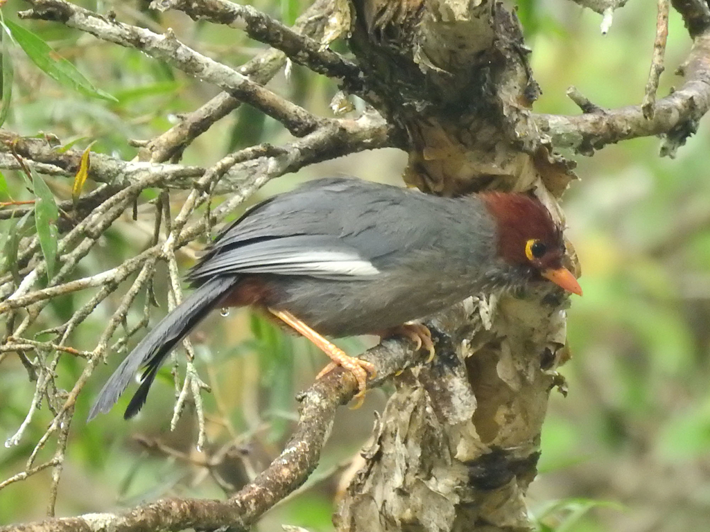 ボルネオチャガシラガビチョウ