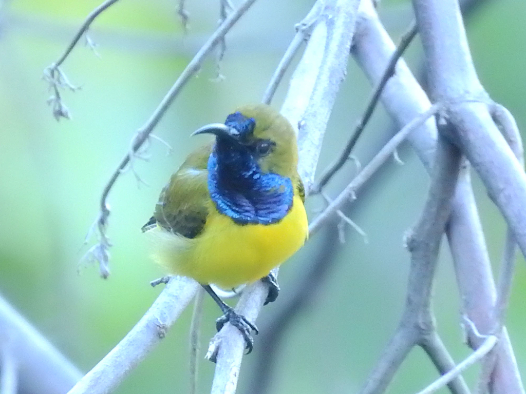 キバラタイヨウチョウ