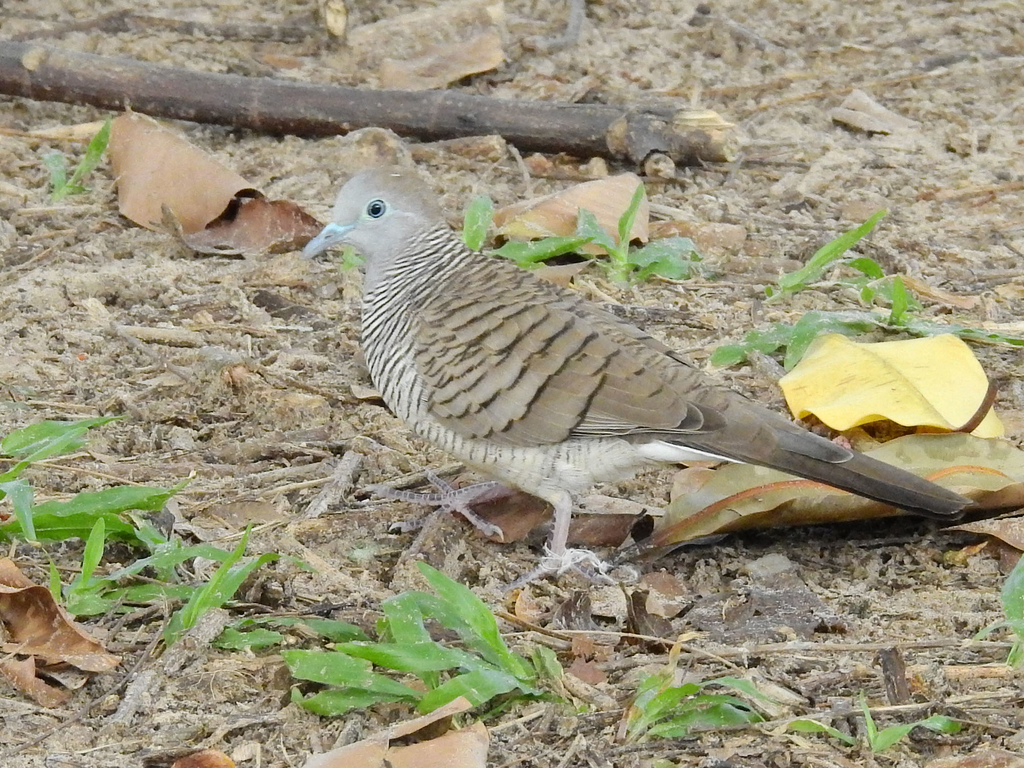 チョウショウバト