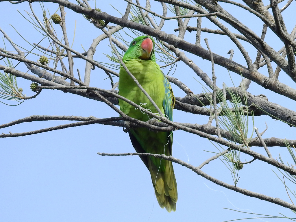 コオオハナインコモドキ