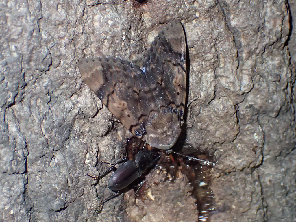 フクラスズメ 成虫