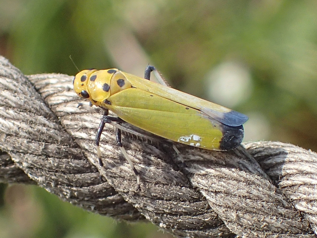 横歩きする不思議でユニークな虫たち ヨコバイ科の昆虫たちの種類と魅力 ネイチャーエンジニア いきものブログ