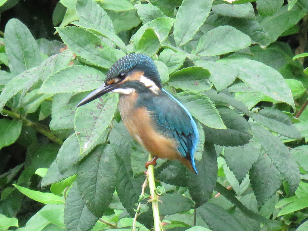 カワセミ（翡翠）｜宝石の名を持つ青い鳥！かわいいのに狩りの名手