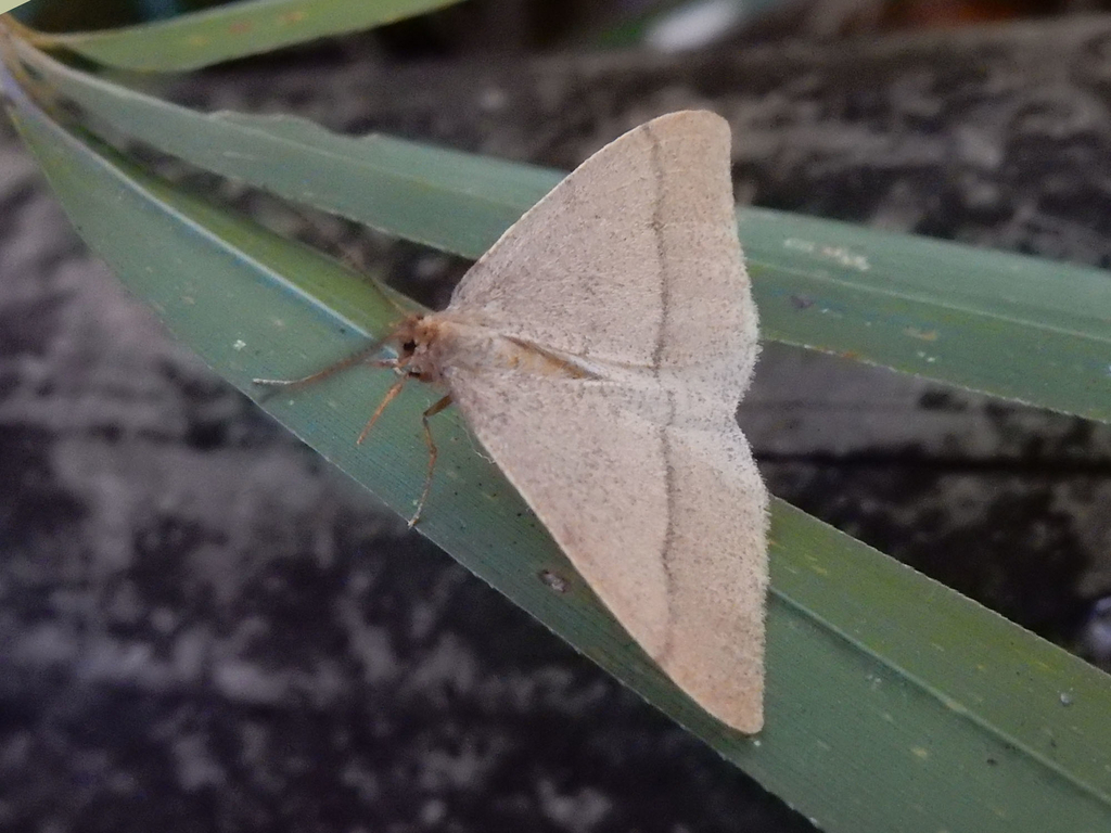 冬に活動する蛾 メスははねが退化 フユシャクの種類と魅力 ネイチャーエンジニア いきものブログ