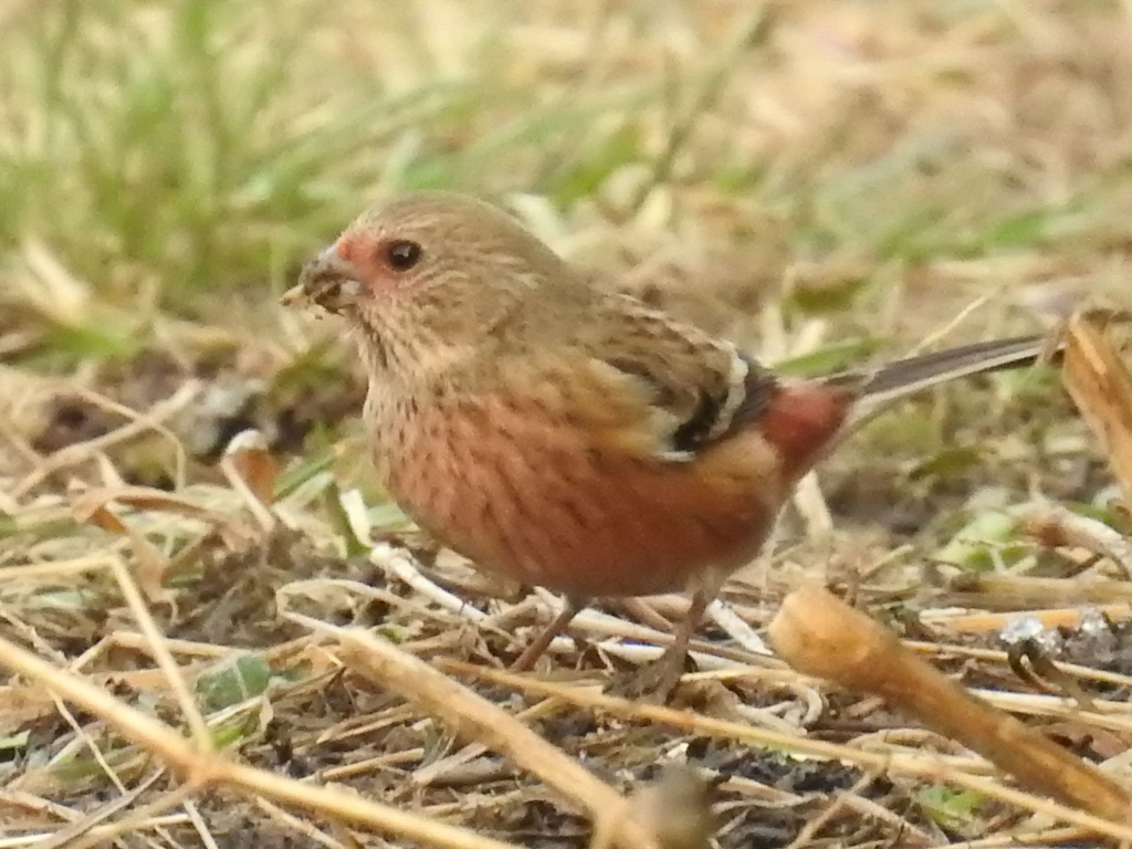 ベニマシコ 幼鳥