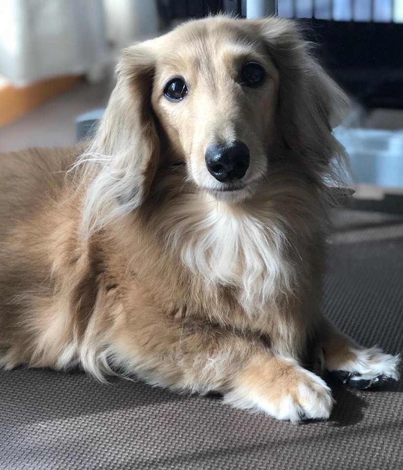 浜田さんの愛犬 チョコちゃん