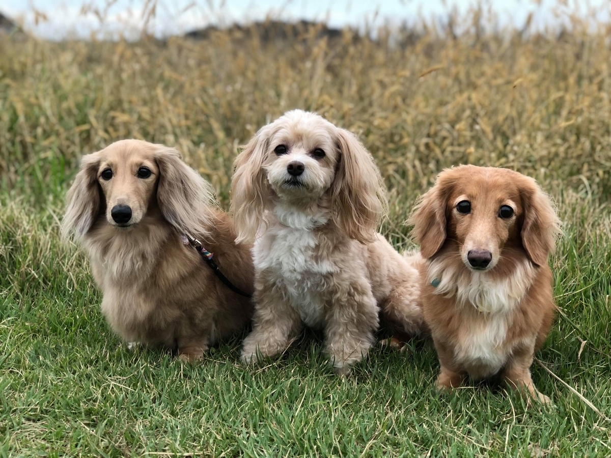 浜田さんの愛犬たち