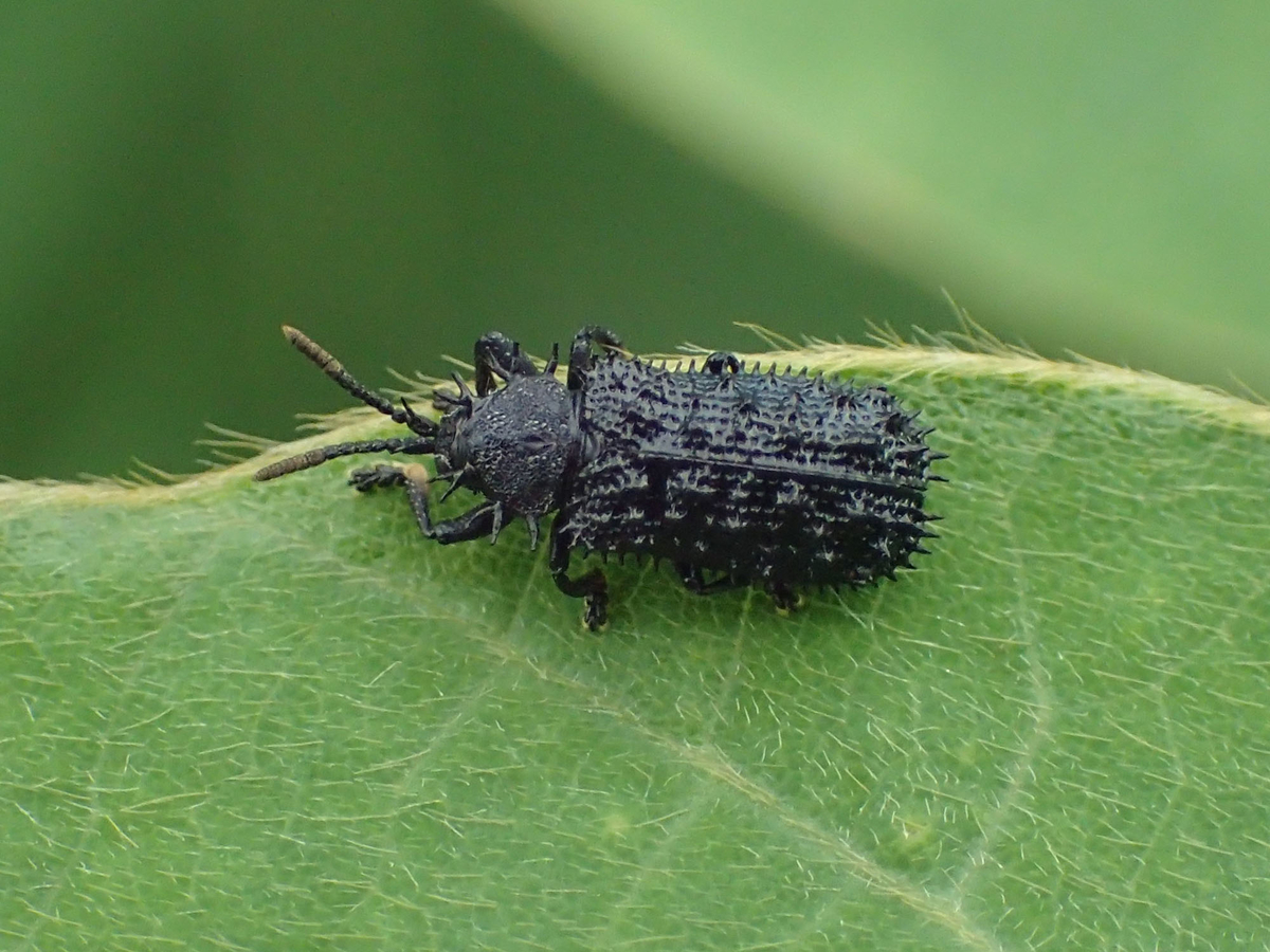 ハムシ 葉虫 の種類と魅力 植物に寄生する昆虫たち 宝石のような姿の種も ネイチャーエンジニア いきものブログ