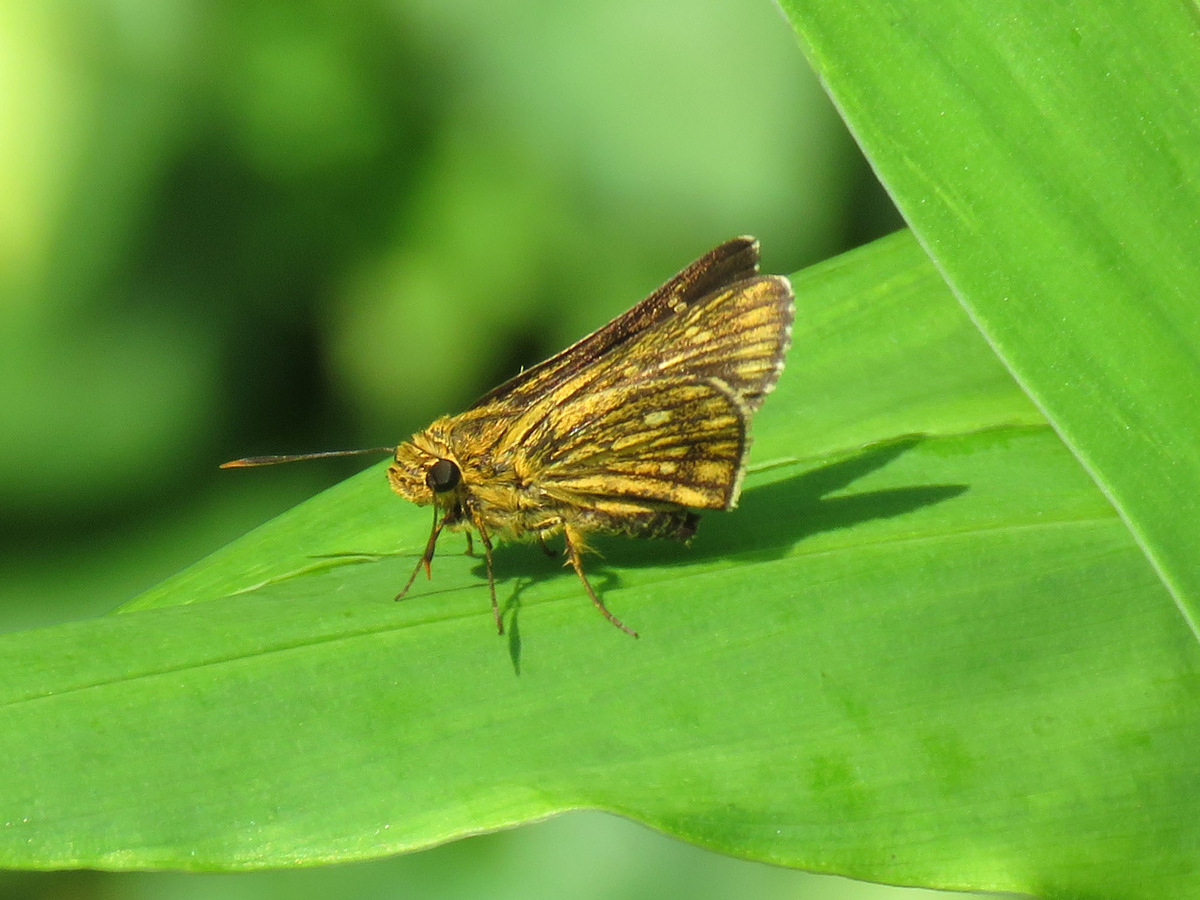 セセリチョウ JapaneseClass.jp
