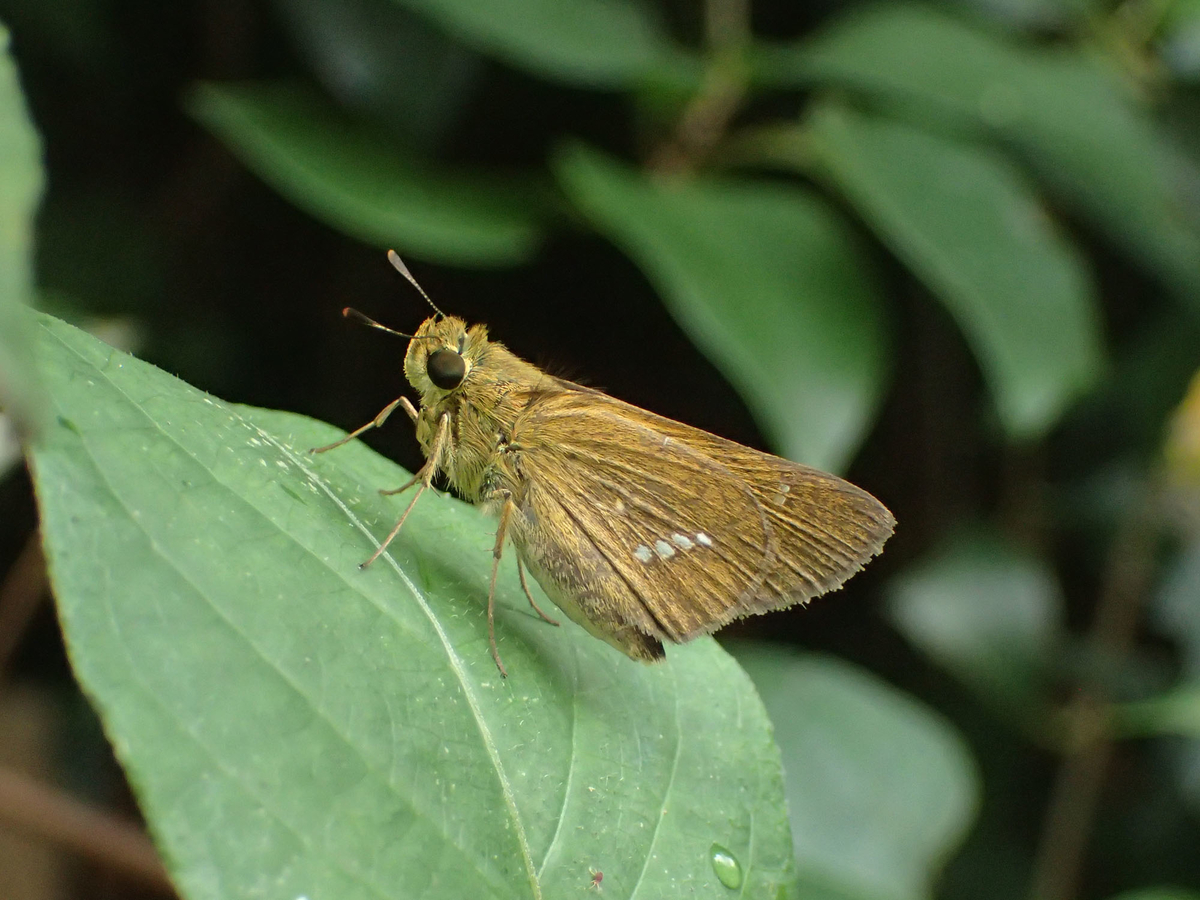 セセリチョウの種類と魅力 蝶なの 蛾なの 中間的な存在の特別な蝶たち ネイチャーエンジニア いきものブログ