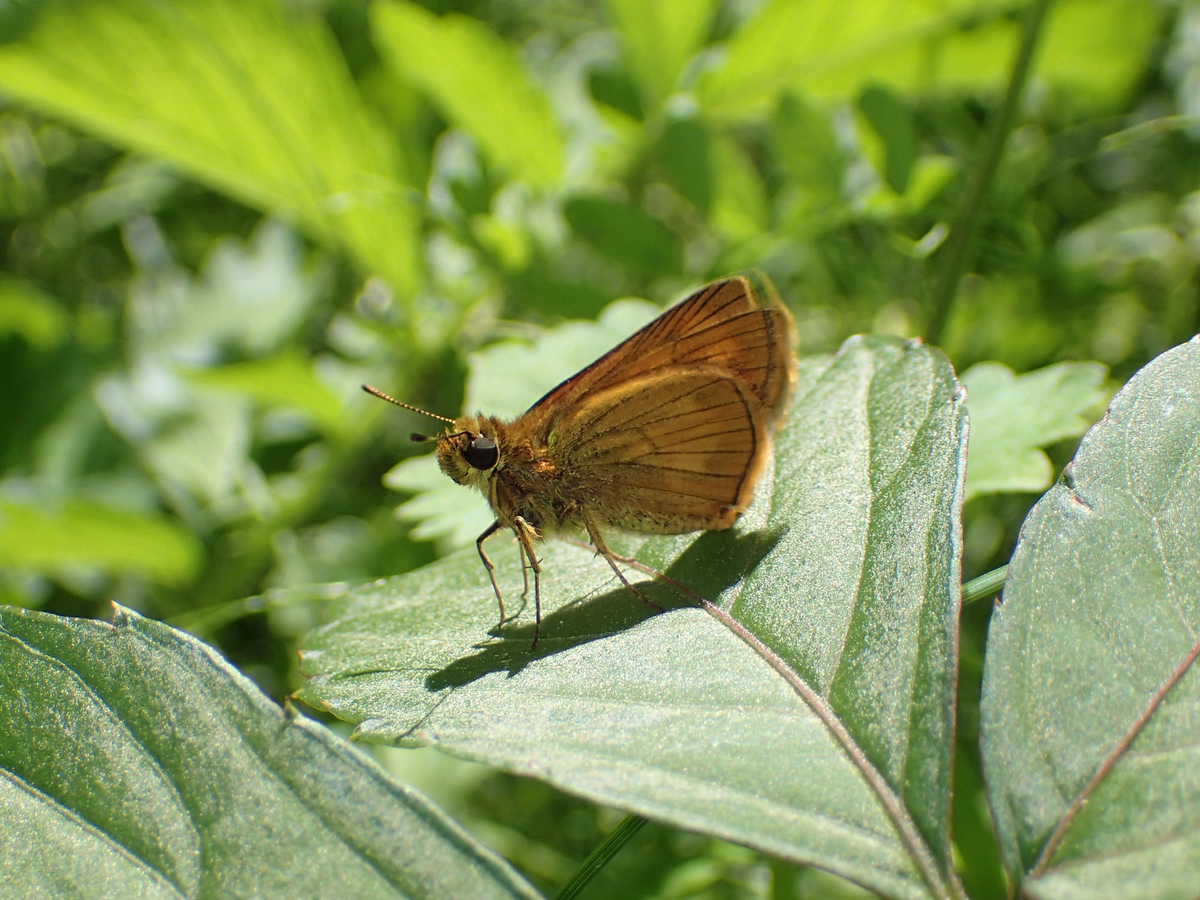 セセリチョウの種類と魅力 蝶なの 蛾なの 中間的な存在の特別な蝶たち ネイチャーエンジニア いきものブログ
