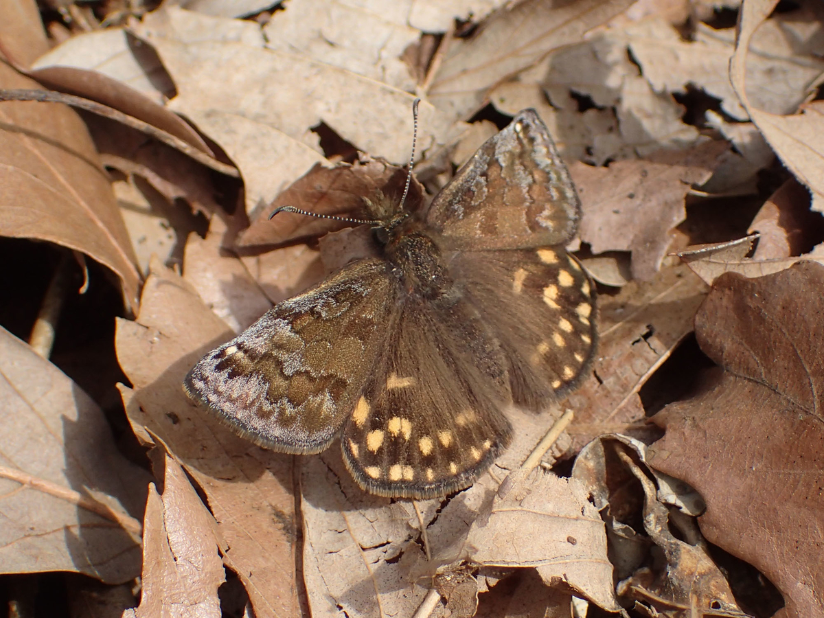 セセリチョウの種類と魅力 蝶なの 蛾なの 中間的な存在の特別な蝶たち ネイチャーエンジニア いきものブログ