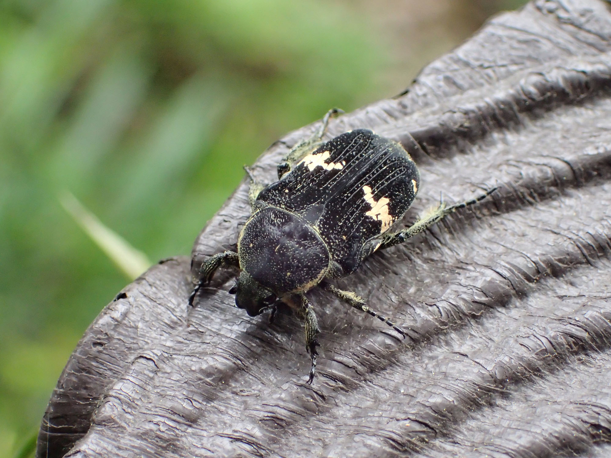 コガネムシ 黄金虫 の種類と魅力 キラキラ輝くメジャー昆虫たち ネイチャーエンジニア いきものブログ
