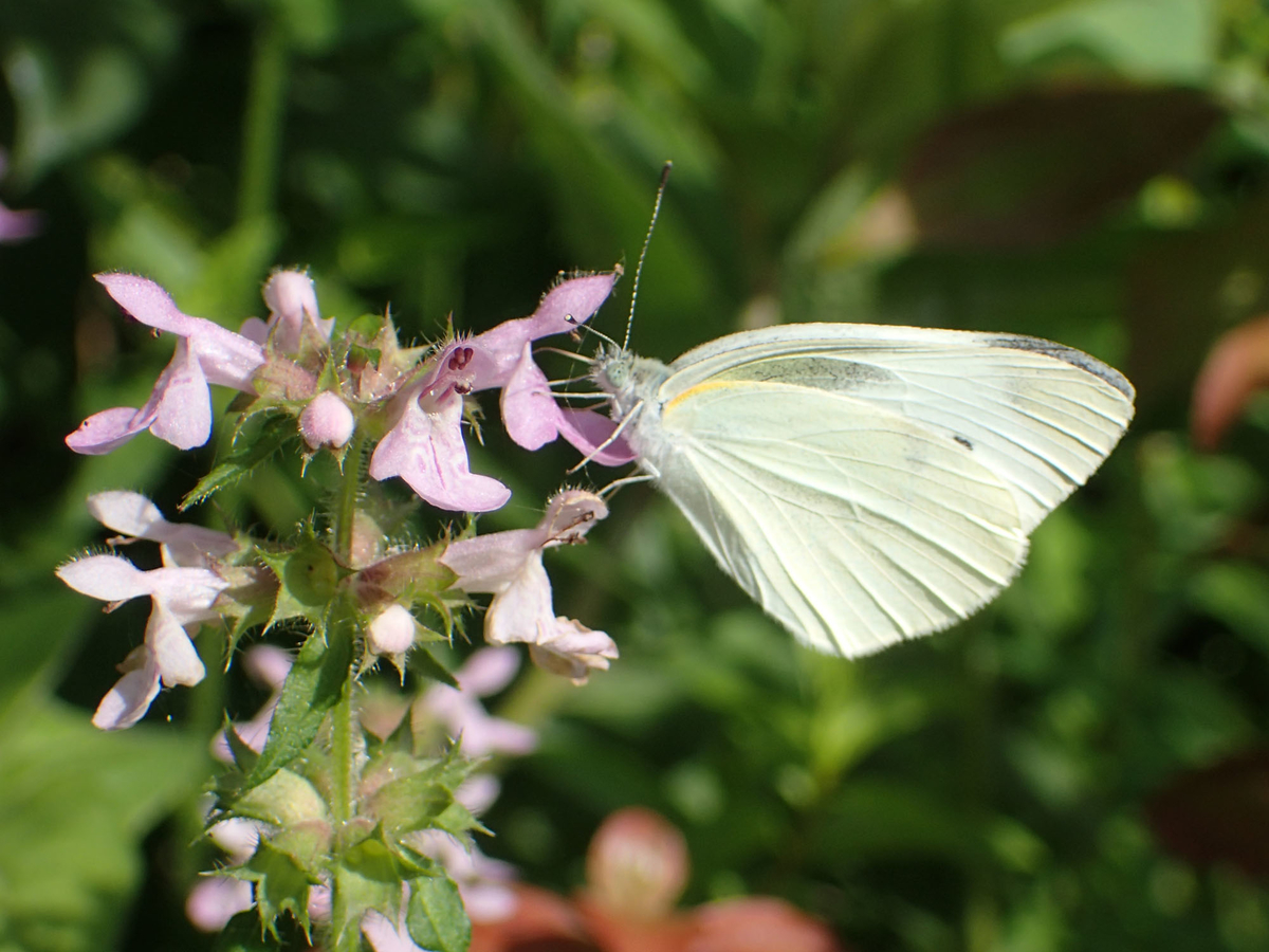 モンシロチョウ