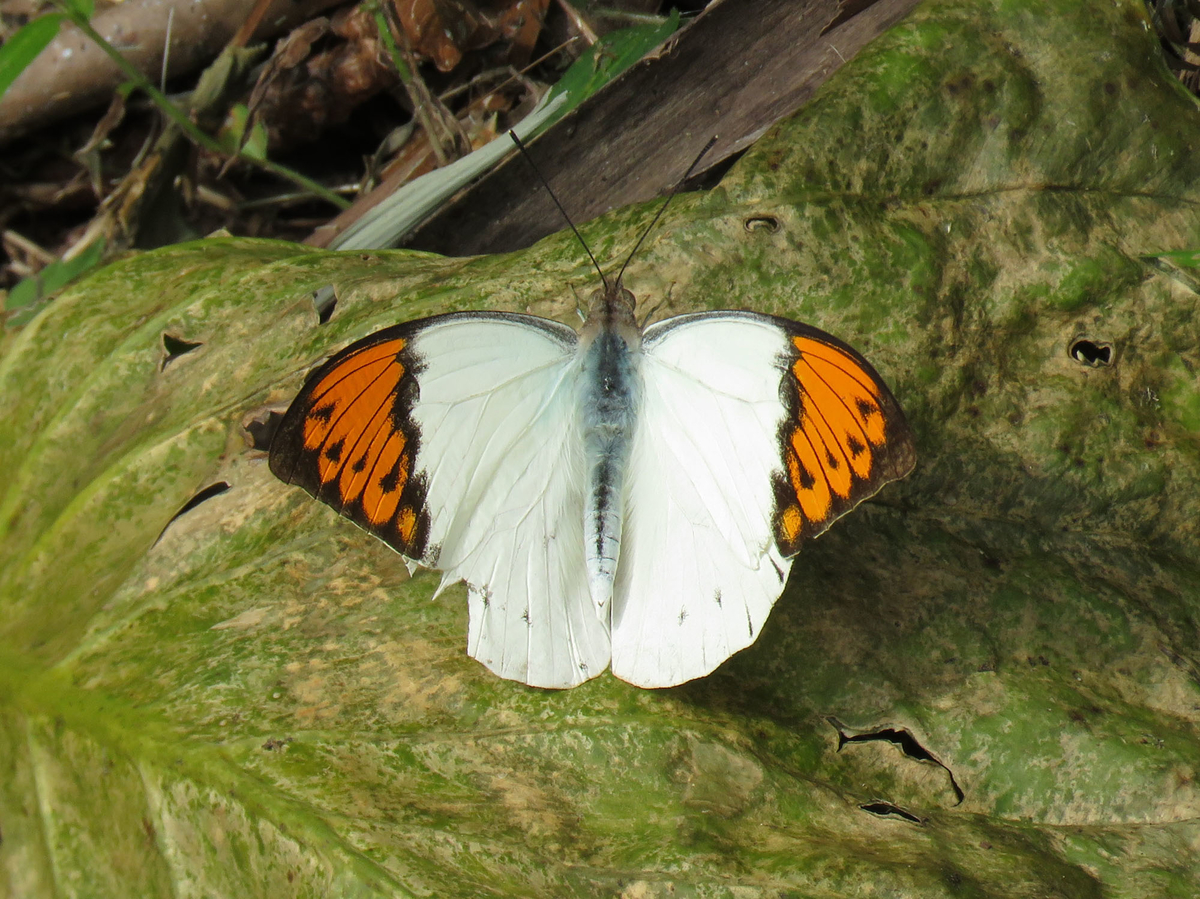 ツマベニチョウ