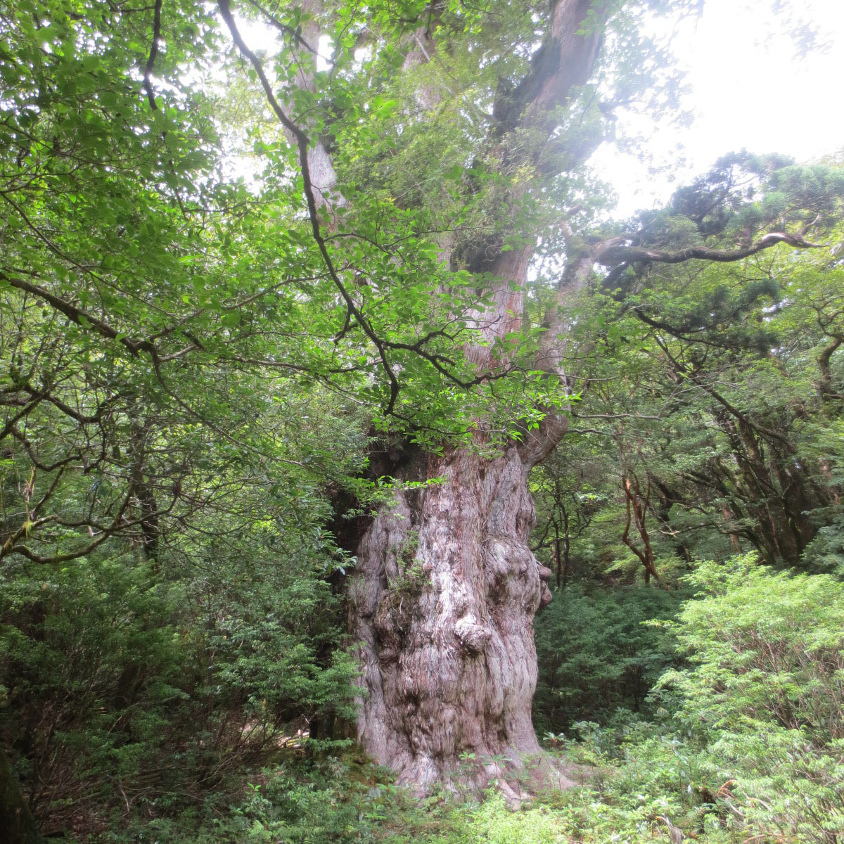 屋久島の縄文杉