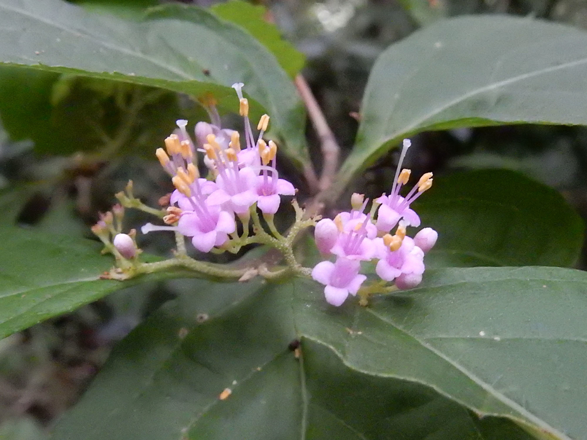 ムラサキシキブ