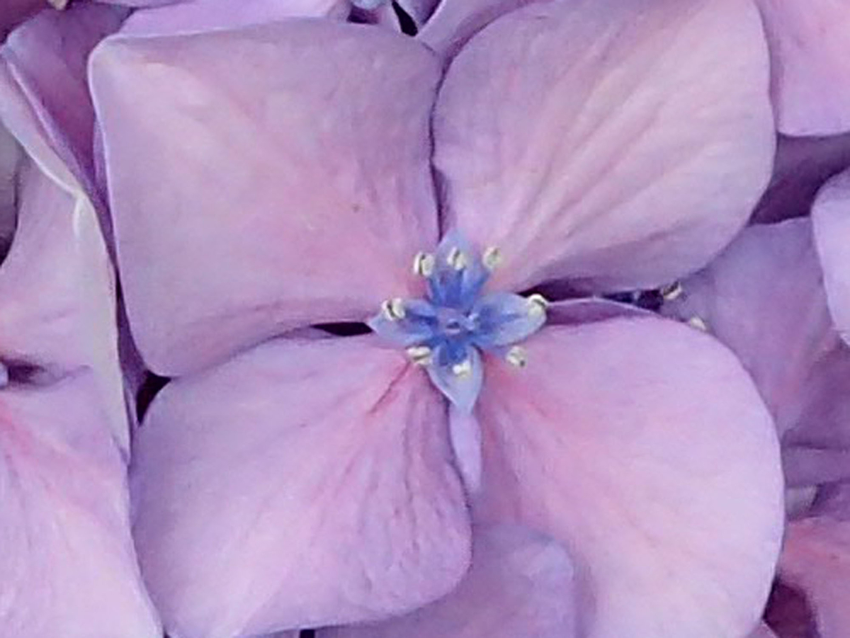 f:id:kkamedev:20190518165722j:plain アジサイ 花