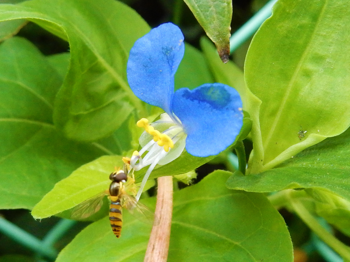 f:id:kkamedev:20190602234157j:plain ツユクサ