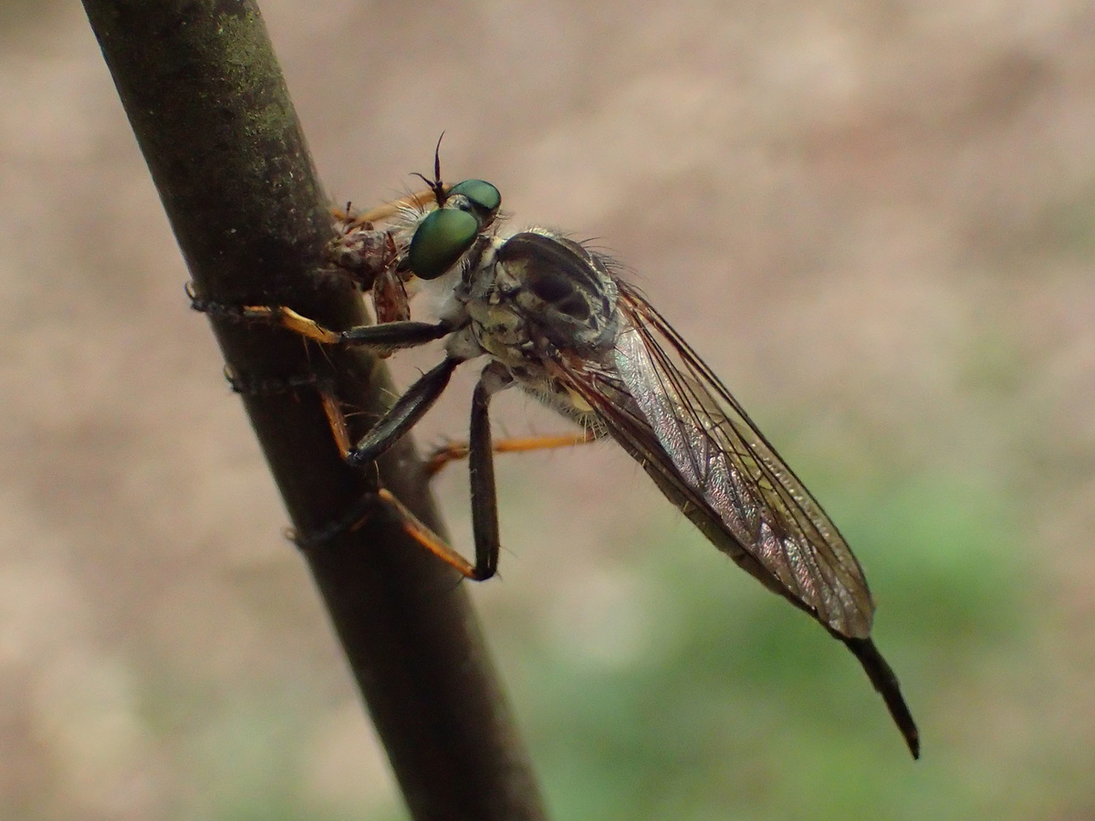 ムシヒキアブの種類と魅力 暗殺昆虫と呼ばれる肉食性のアブたち ネイチャーエンジニア いきものブログ