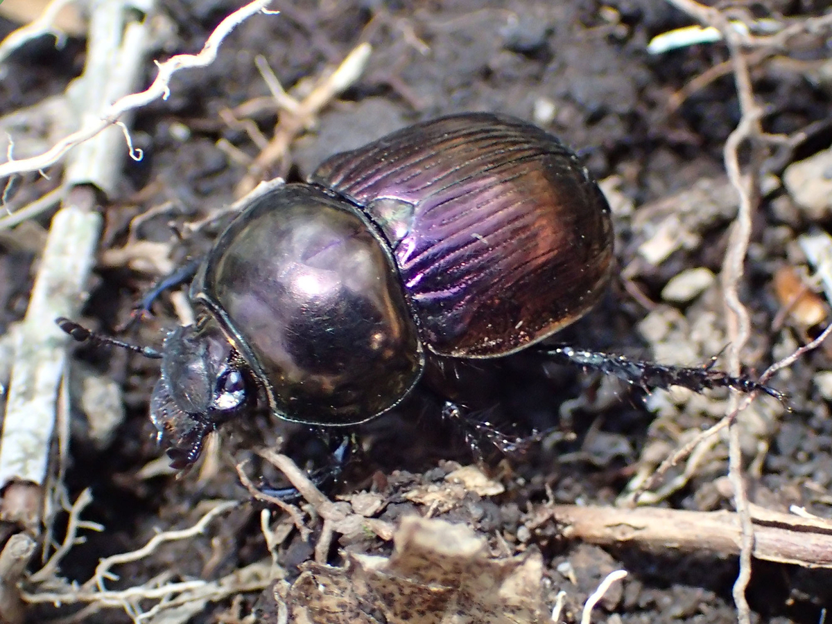 特価 オオセンチコガネ（ルリセンチ） 30匹 特価 オオセンチコガネ（ルリセンチ） 30匹 Oocentikogane