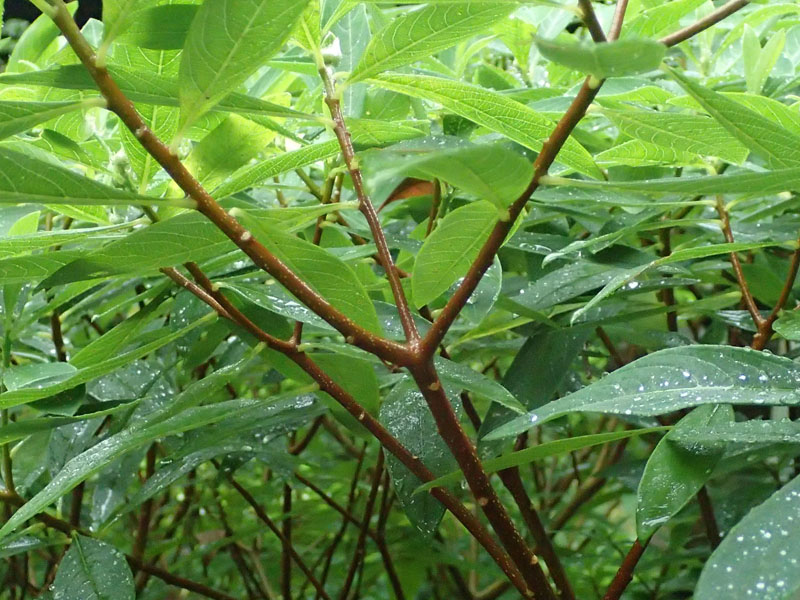 ミツマタ 枝