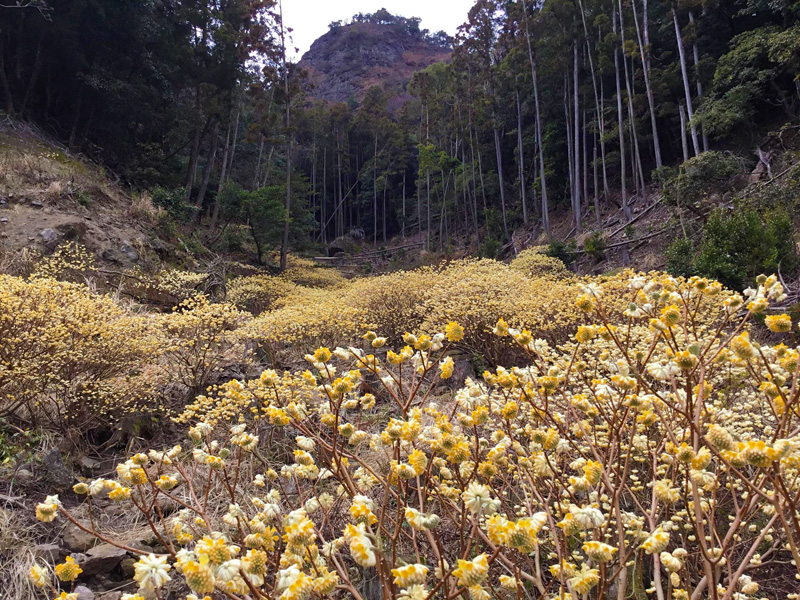 西方寺ミツマタ群生地
