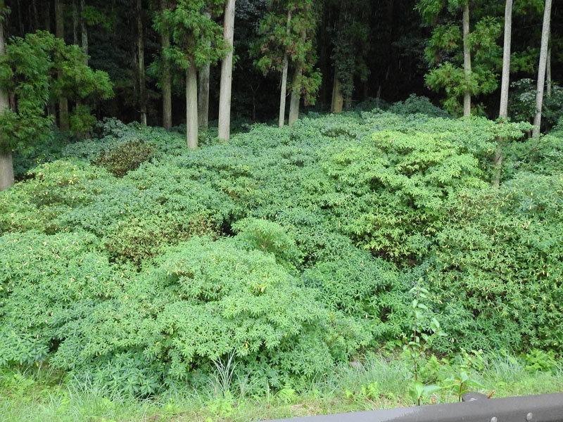 西方寺ミツマタ群生地