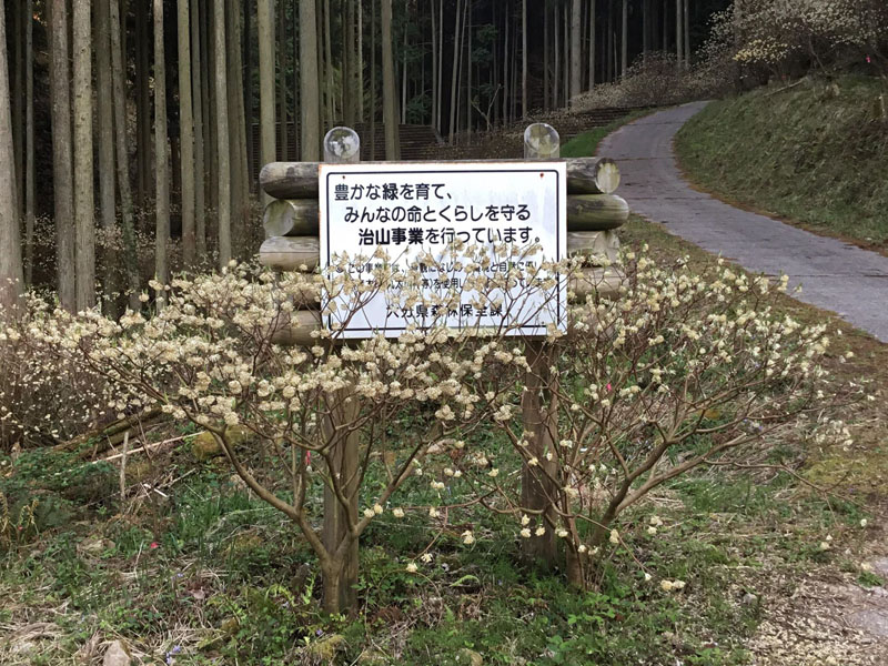 ミツマタ 植樹 看板