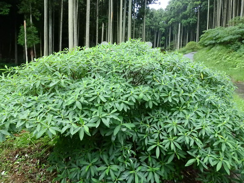 ミツマタ 植樹 看板