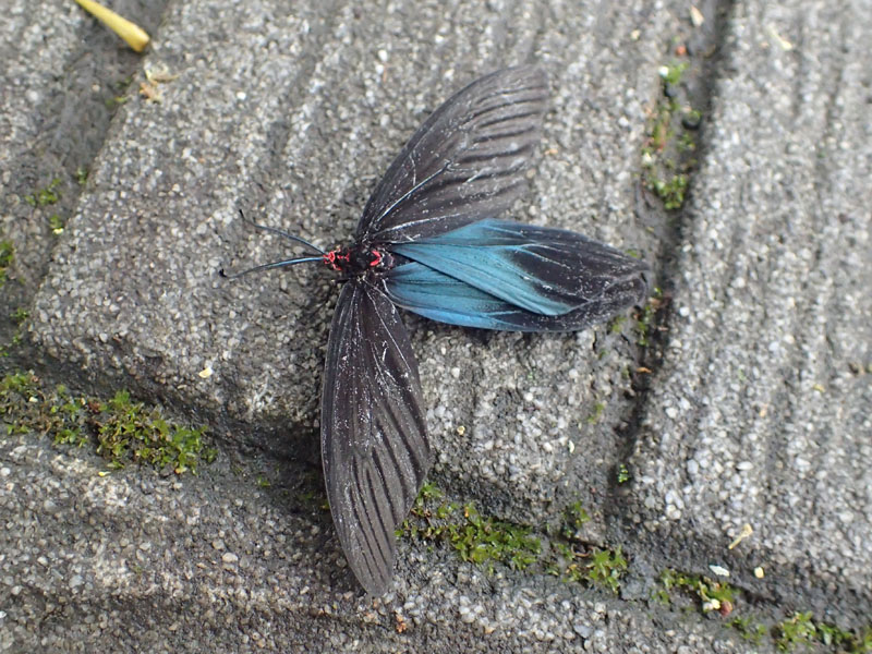 クロツバメ