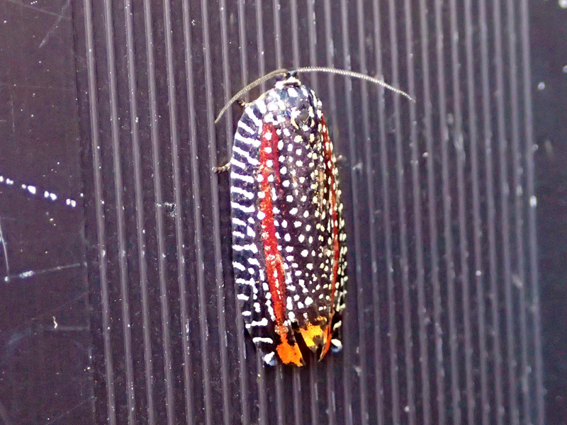 ビロウドハマキ