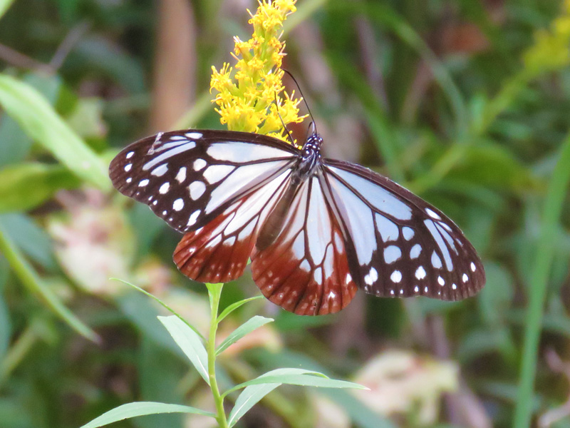 アサギマダラは渡りをするすごい蝶！半透明のはねも美しい