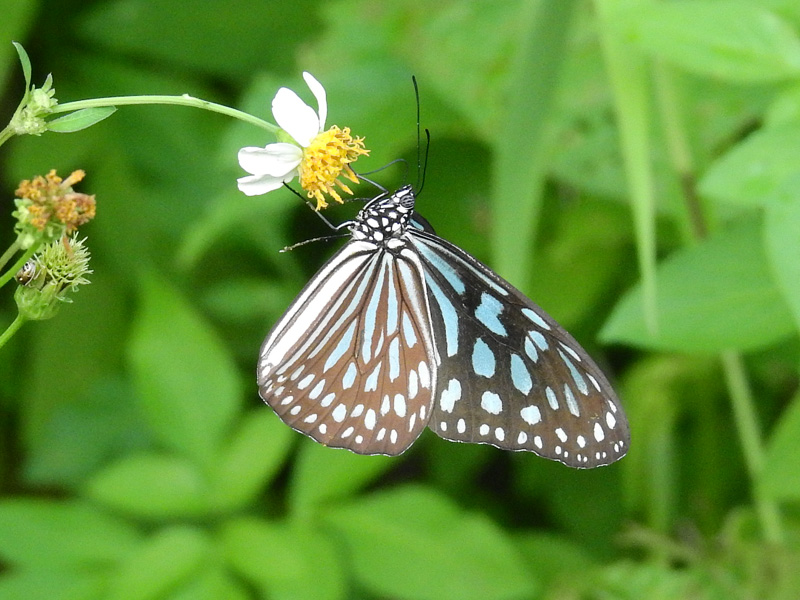 f:id:kkamedev:20191029195614j:plain リュウキュウアサギマダラ